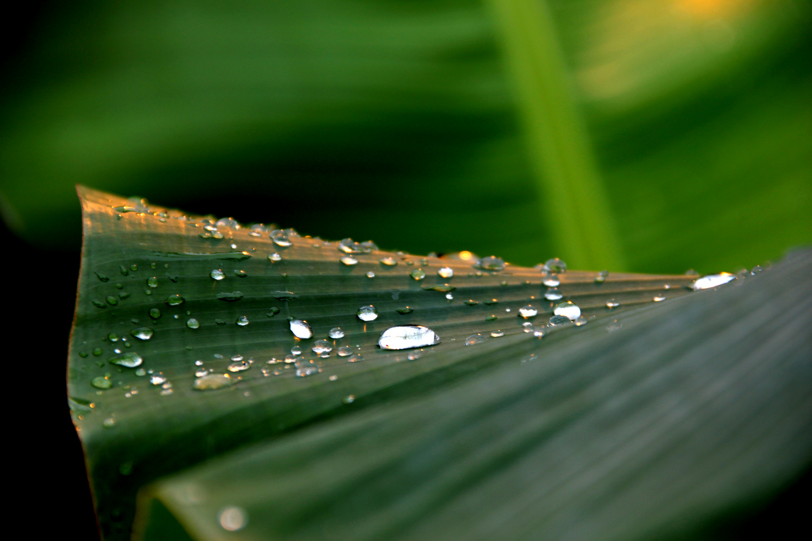 Nach dem Regen