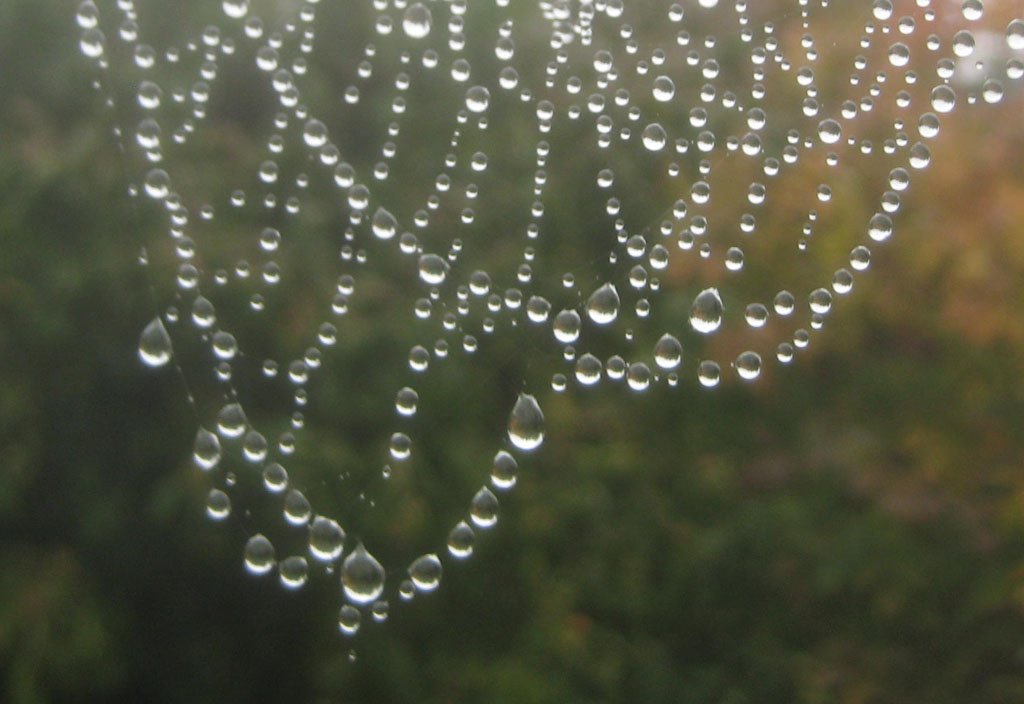  nach dem Regen 