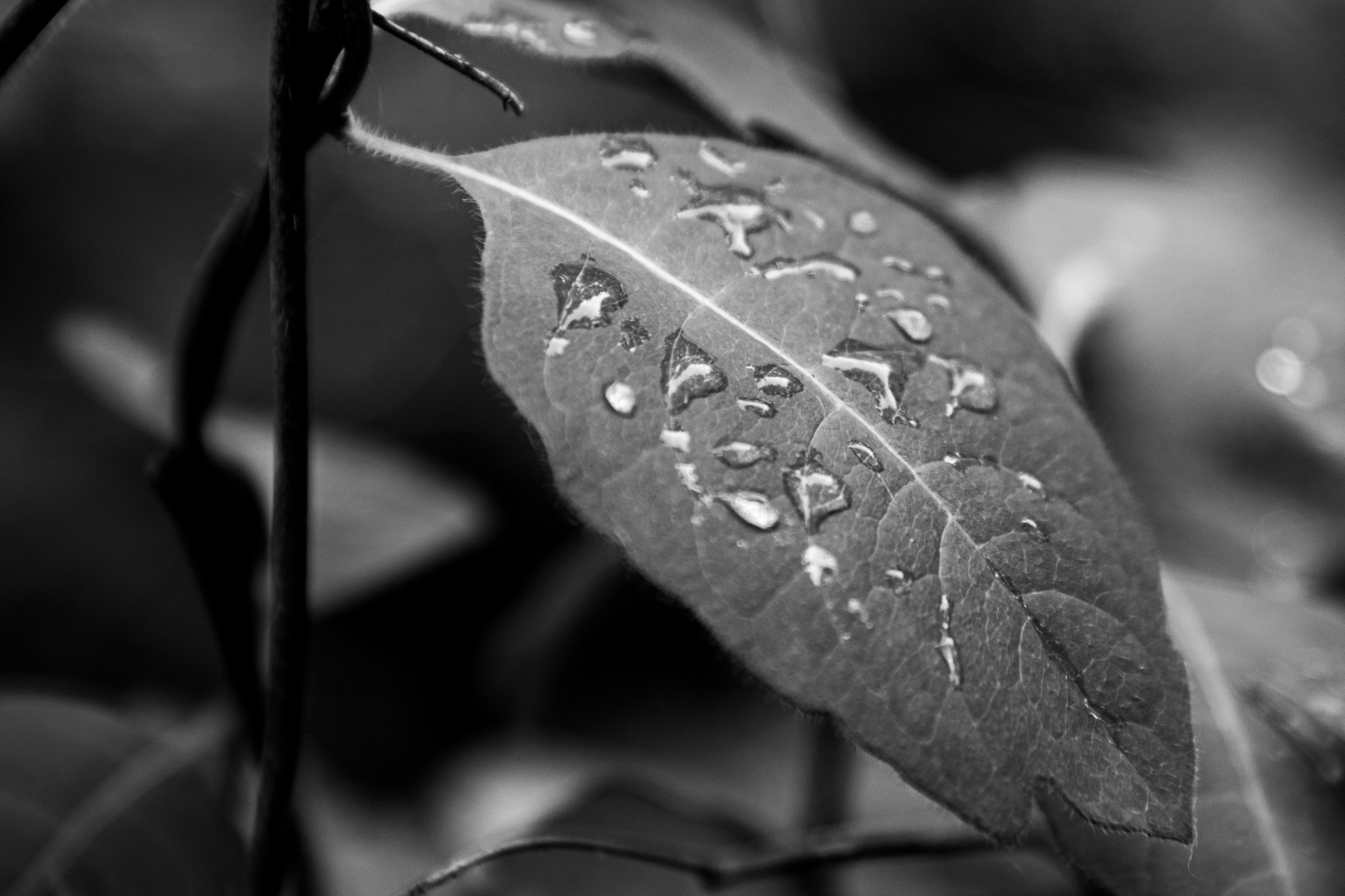 nach dem regen