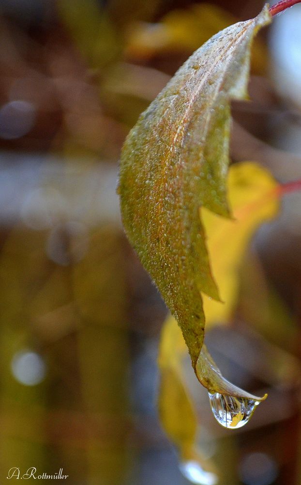 Nach dem Regen!