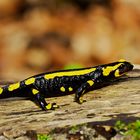 Nach dem Regen - ein Feuersalamander