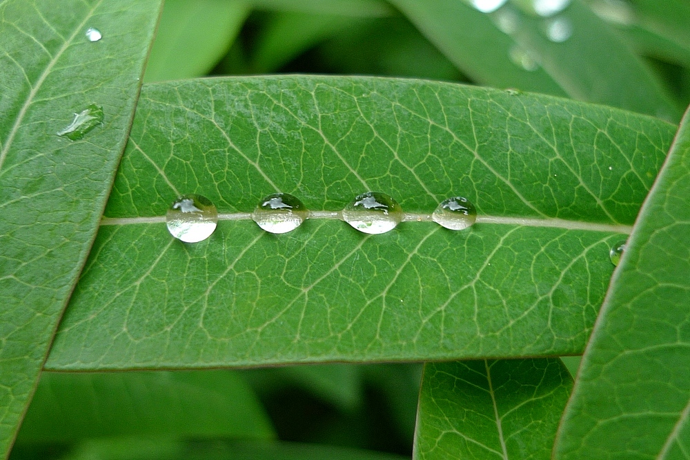 ...nach dem Regen, eine Perlenkette