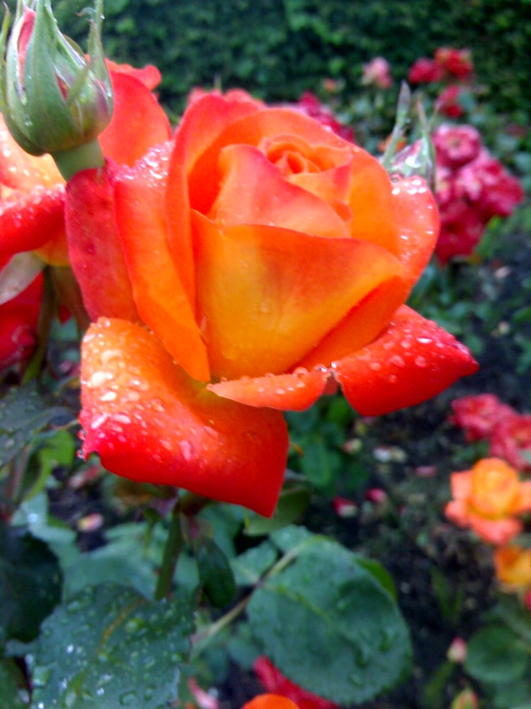 Nach dem Regen eine schöne Rose.