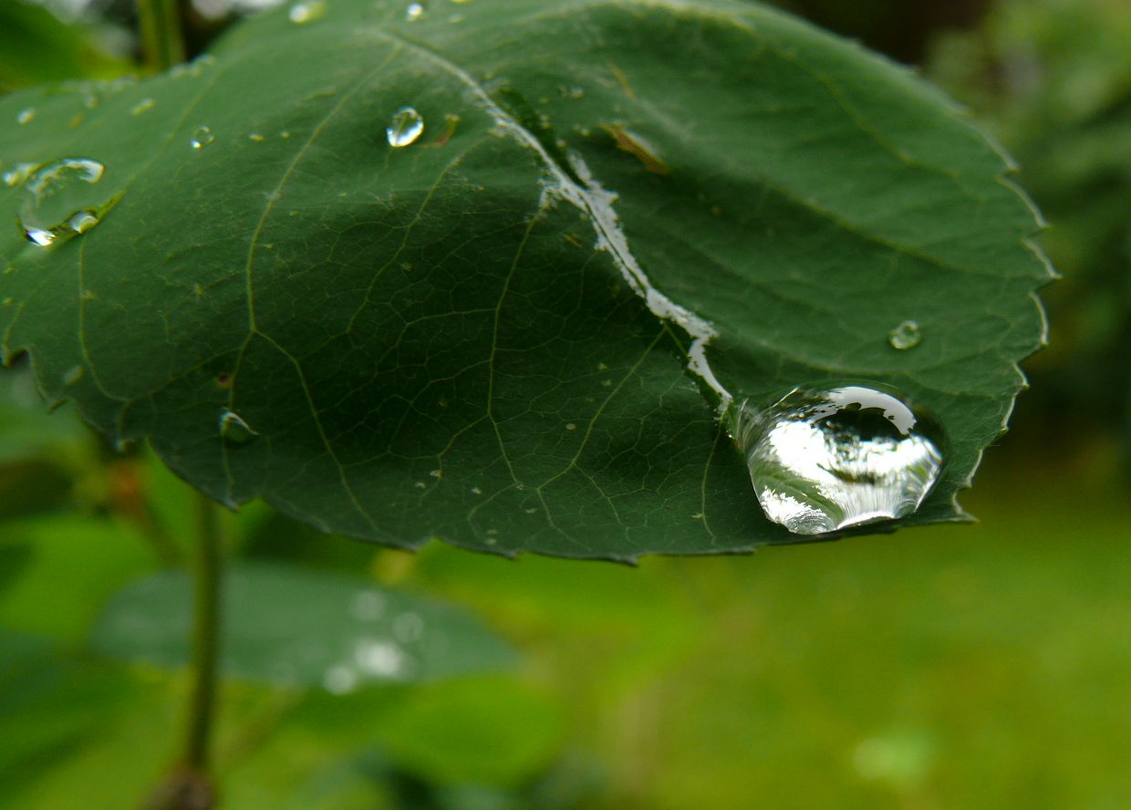 Nach dem Regen eingefangen