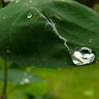 Nach dem Regen eingefangen