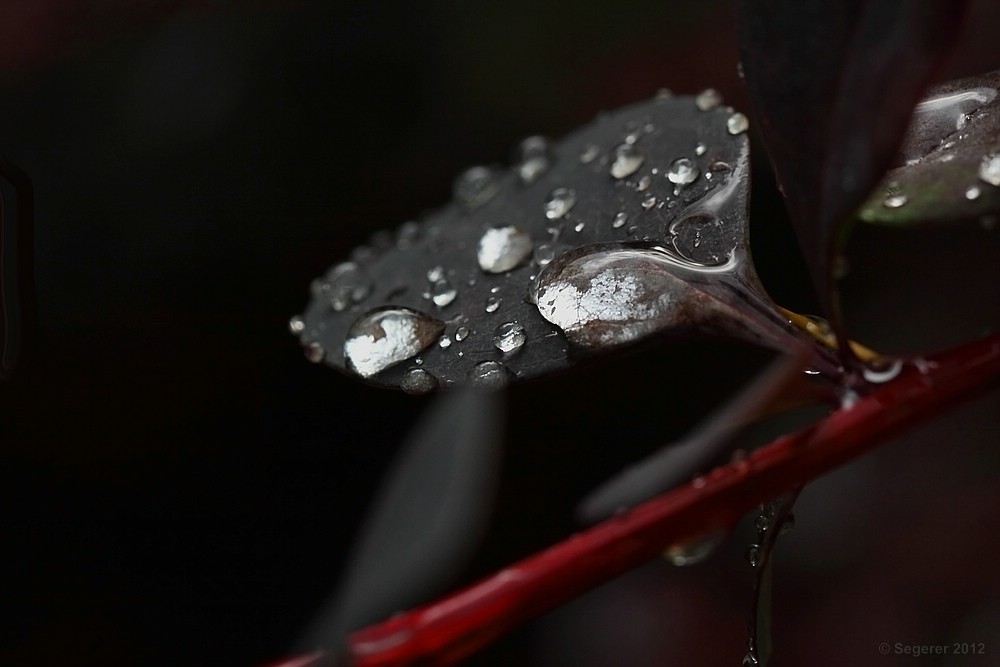 Nach dem Regen