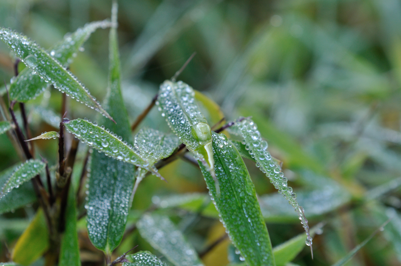 Nach dem Regen