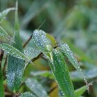 Nach dem Regen