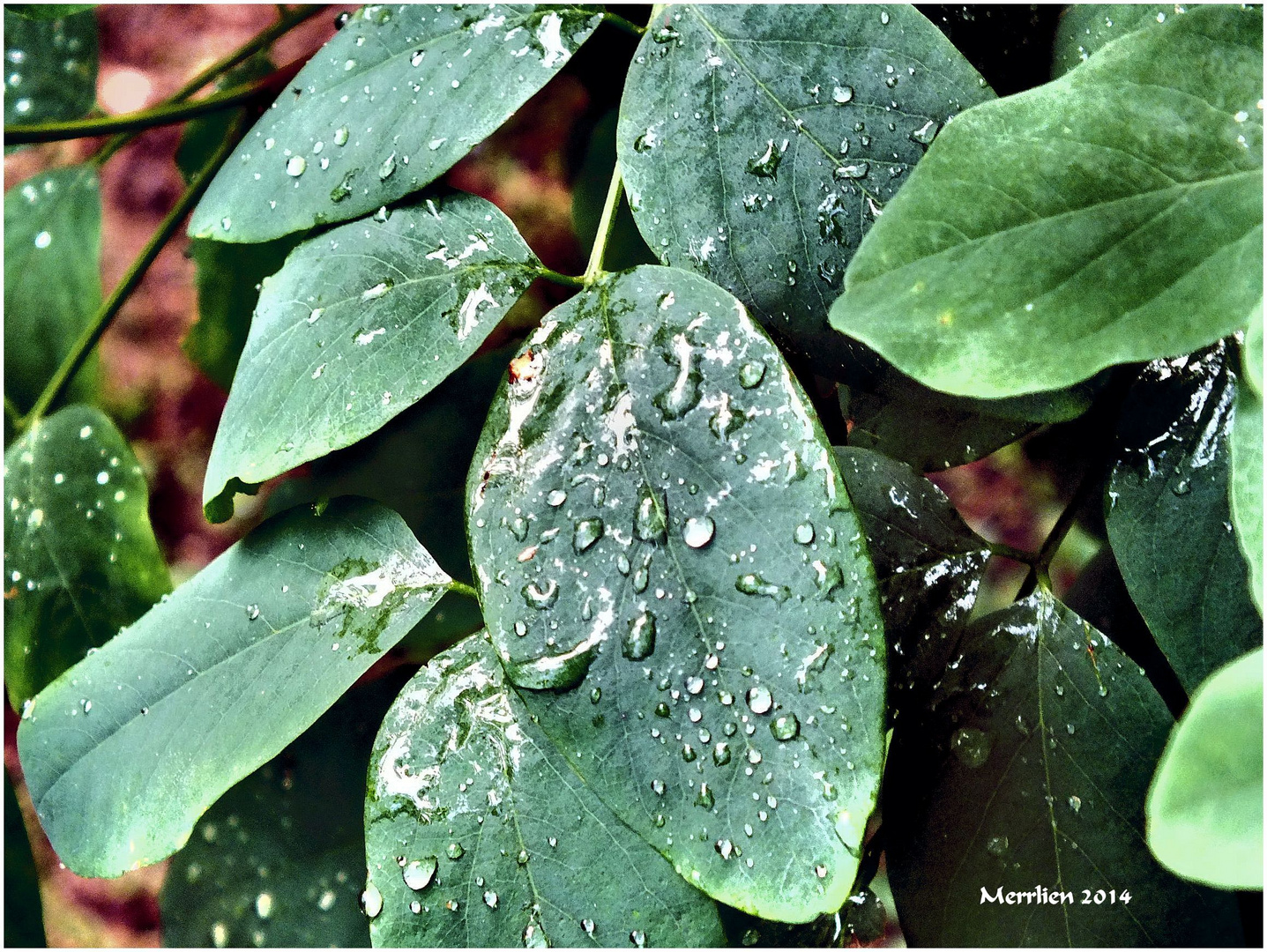 ....nach dem Regen