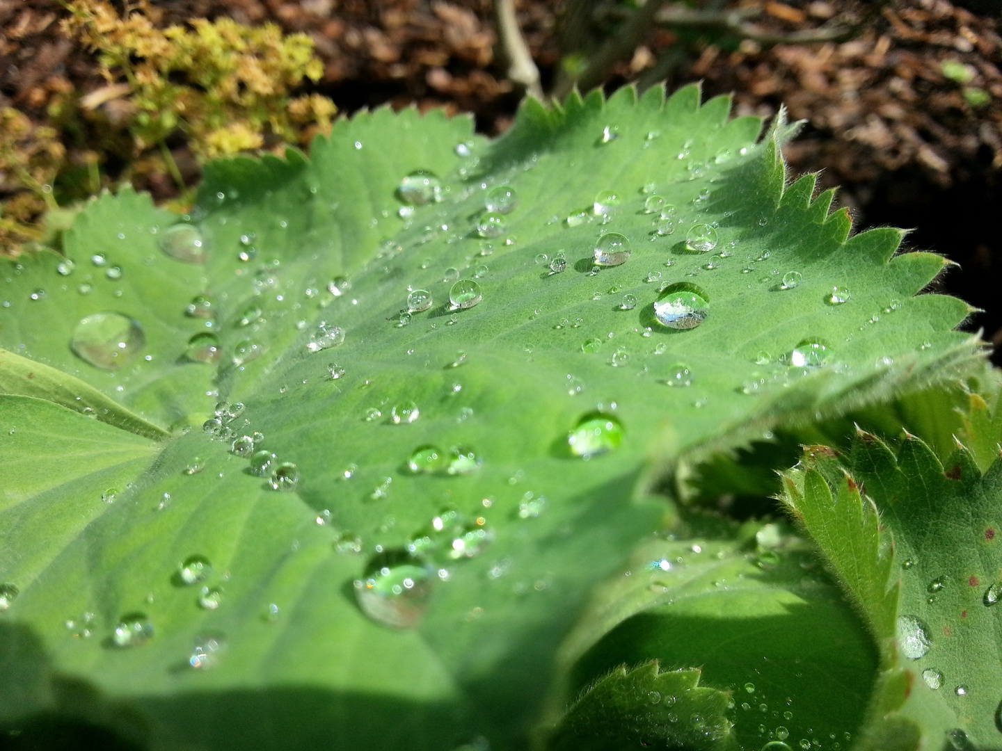 nach dem regen