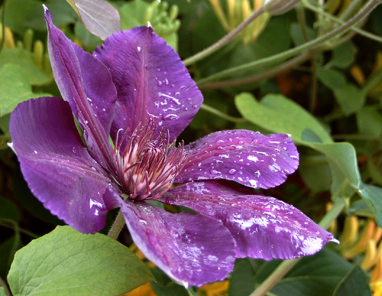 Nach dem Regen