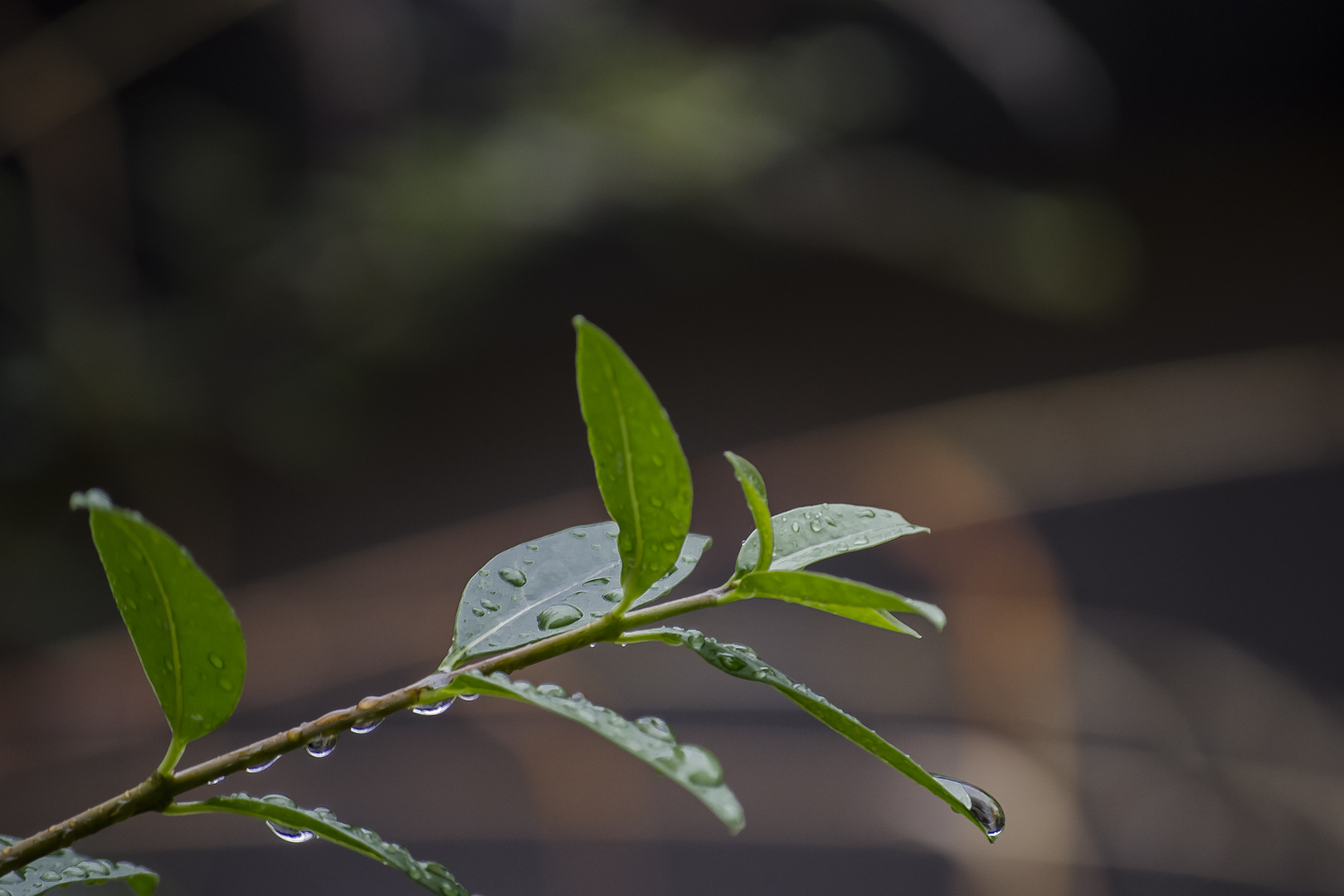 Nach dem Regen...