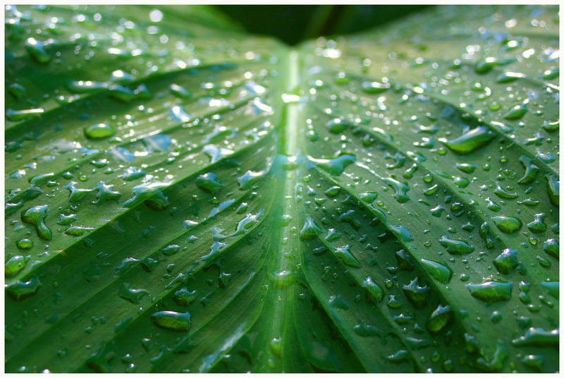 nach dem Regen