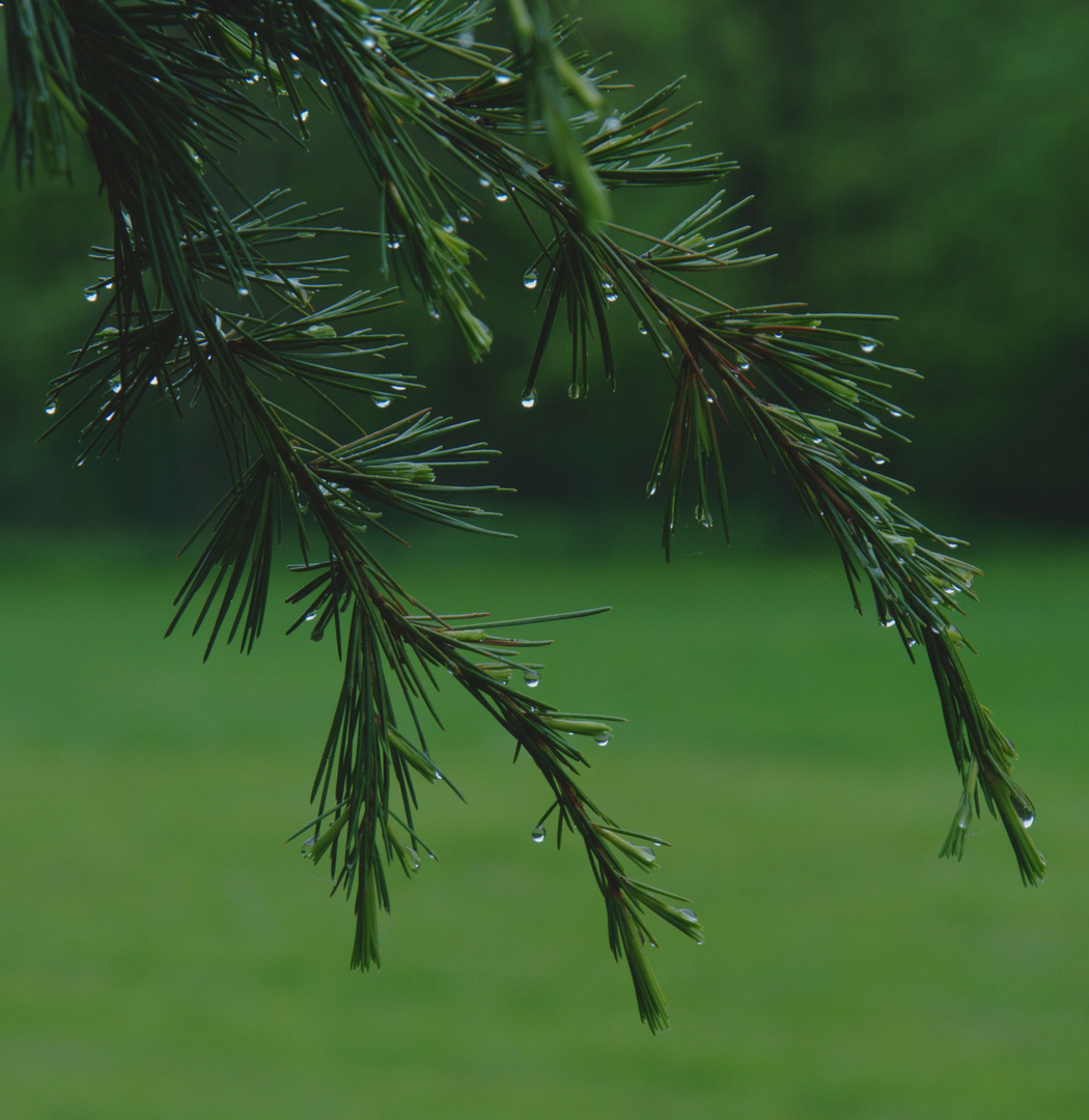 Nach dem Regen