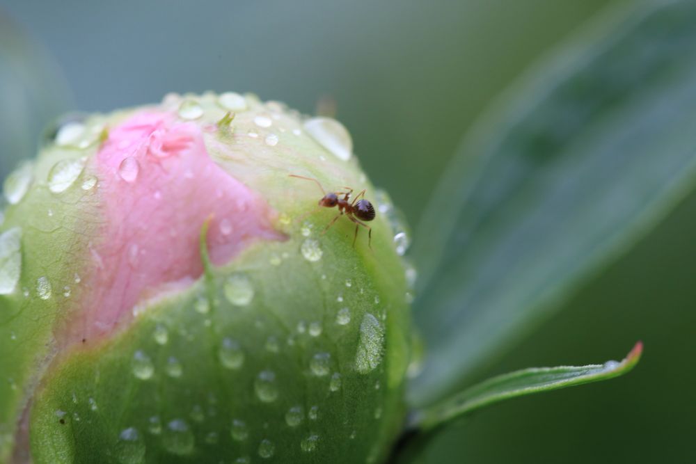 Nach dem Regen