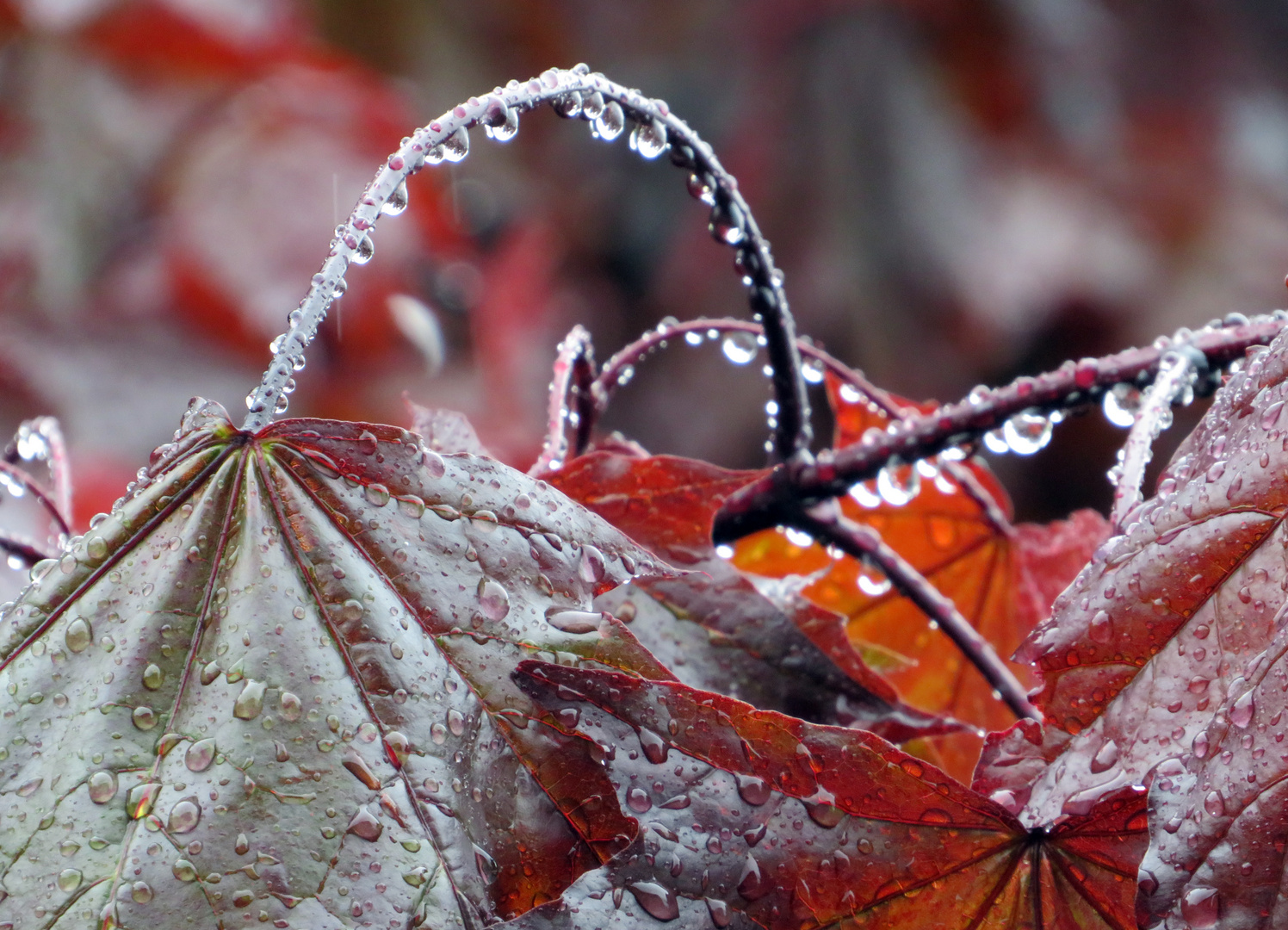 Nach dem Regen