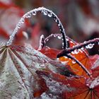 Nach dem Regen