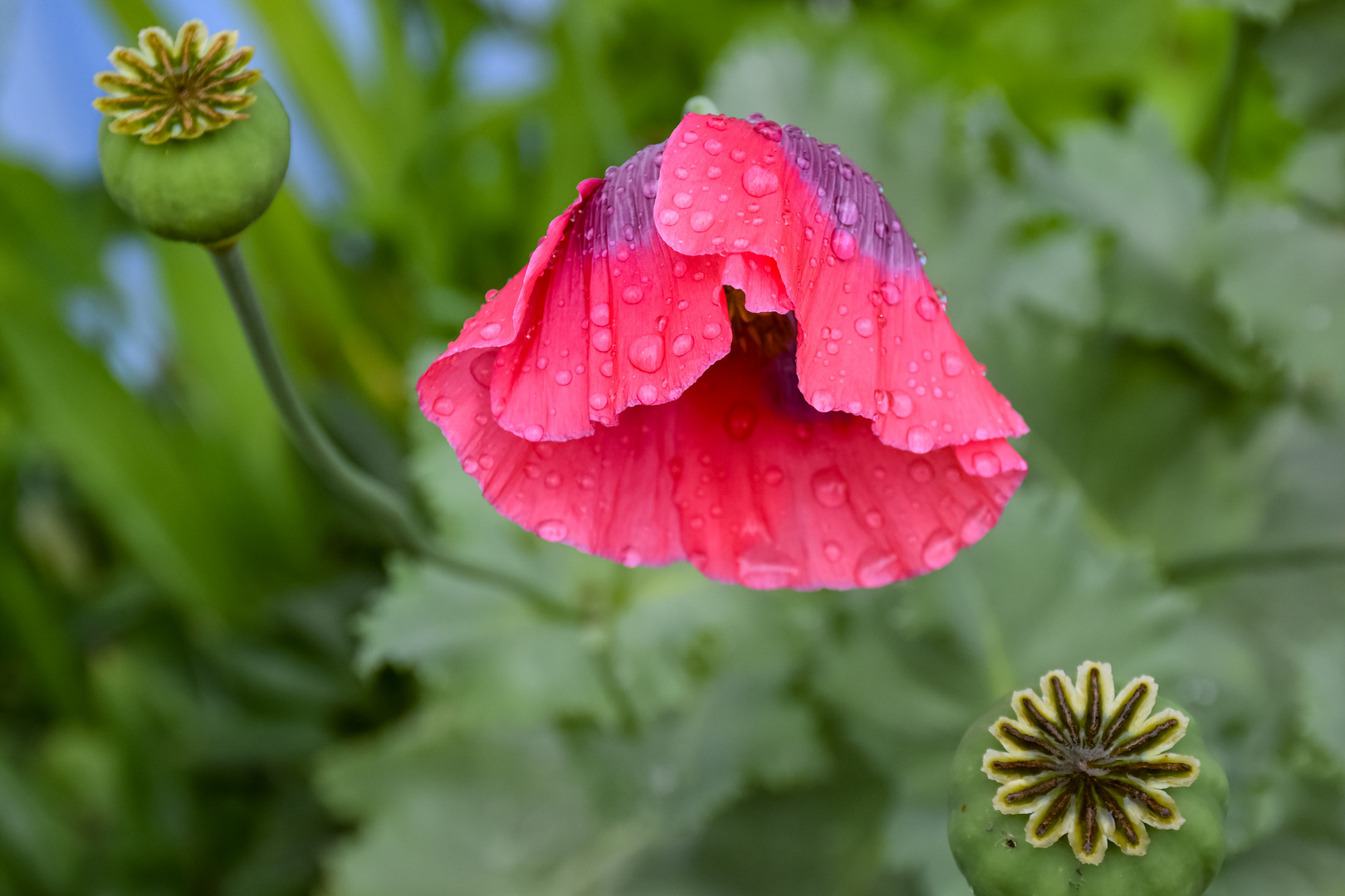 Nach dem Regen