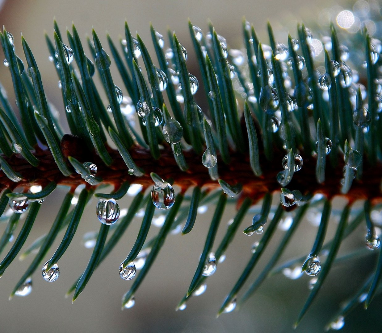 Nach dem Regen