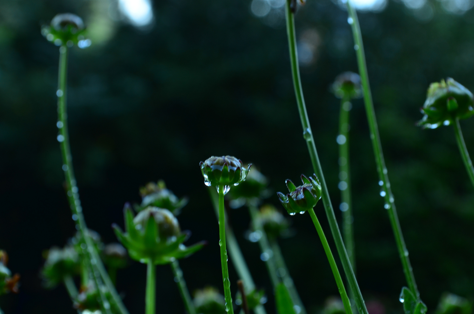 Nach dem Regen