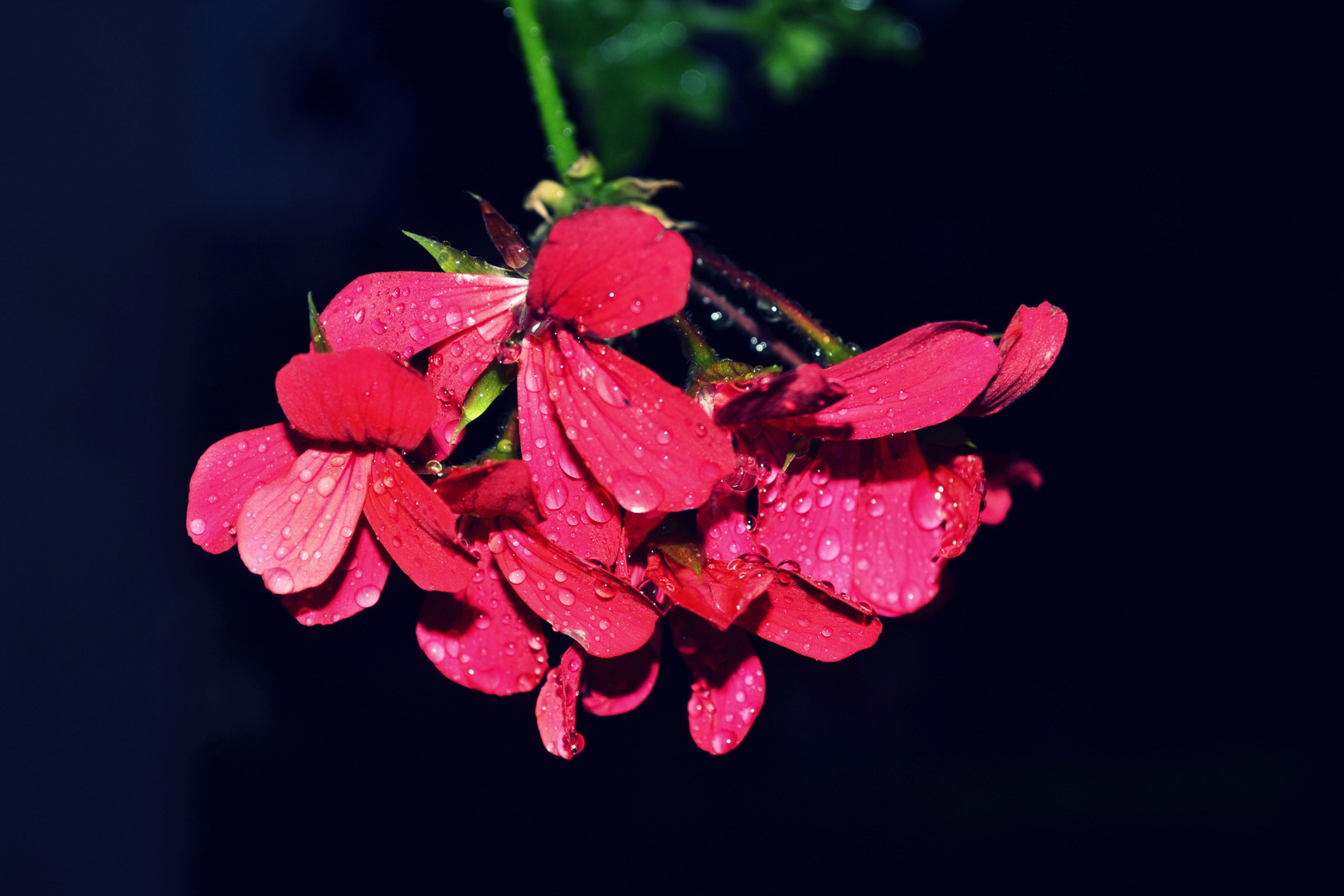 Nach dem Regen...