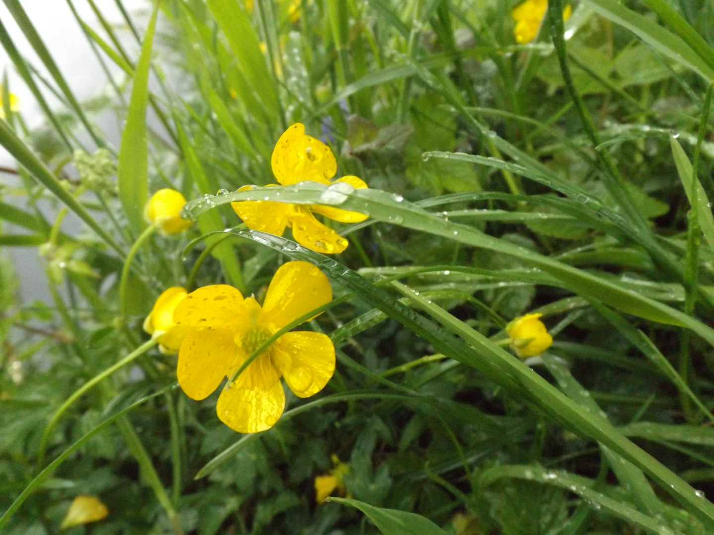 Nach dem Regen