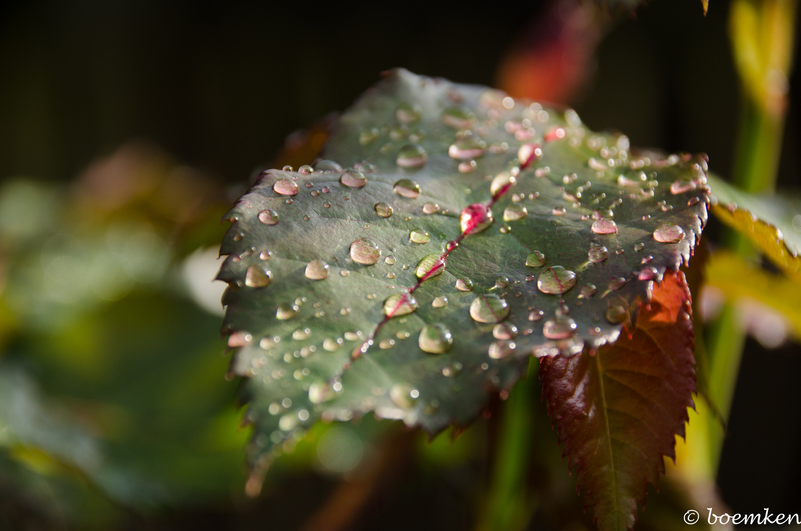 Nach dem Regen