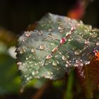 Nach dem Regen