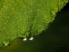 Nach dem Regen