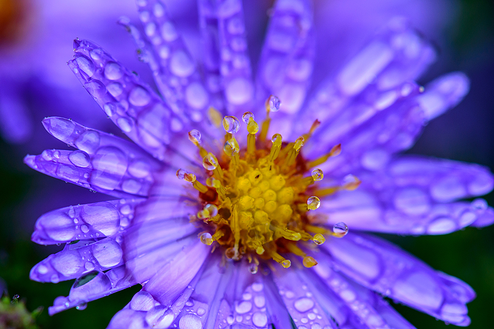 Nach dem Regen