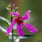 nach dem regen