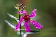 nach dem regen