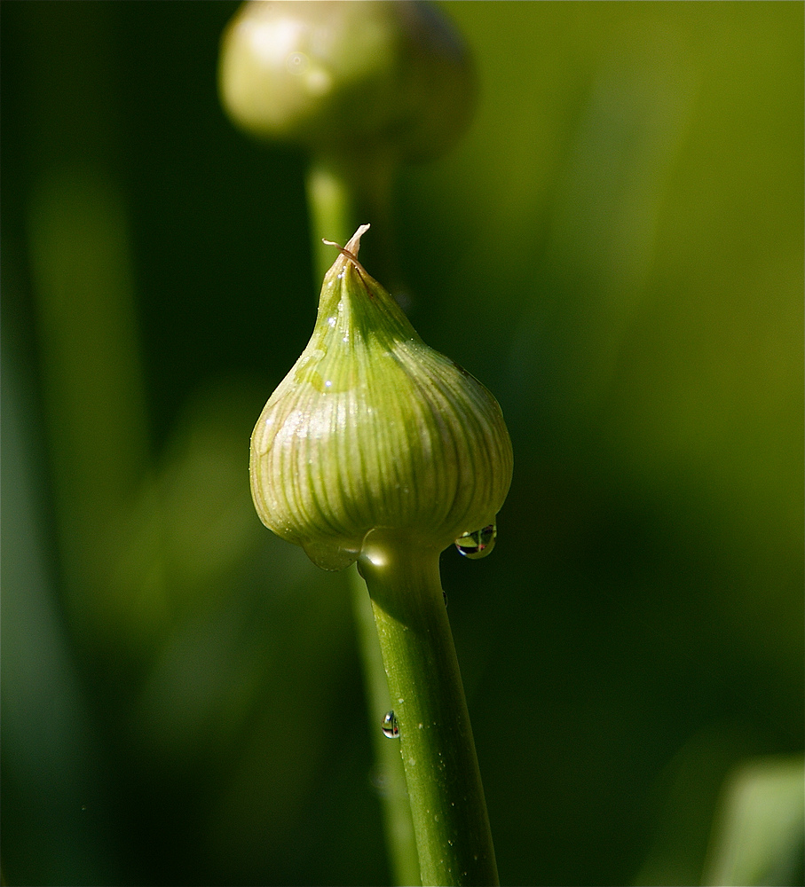 Nach dem Regen