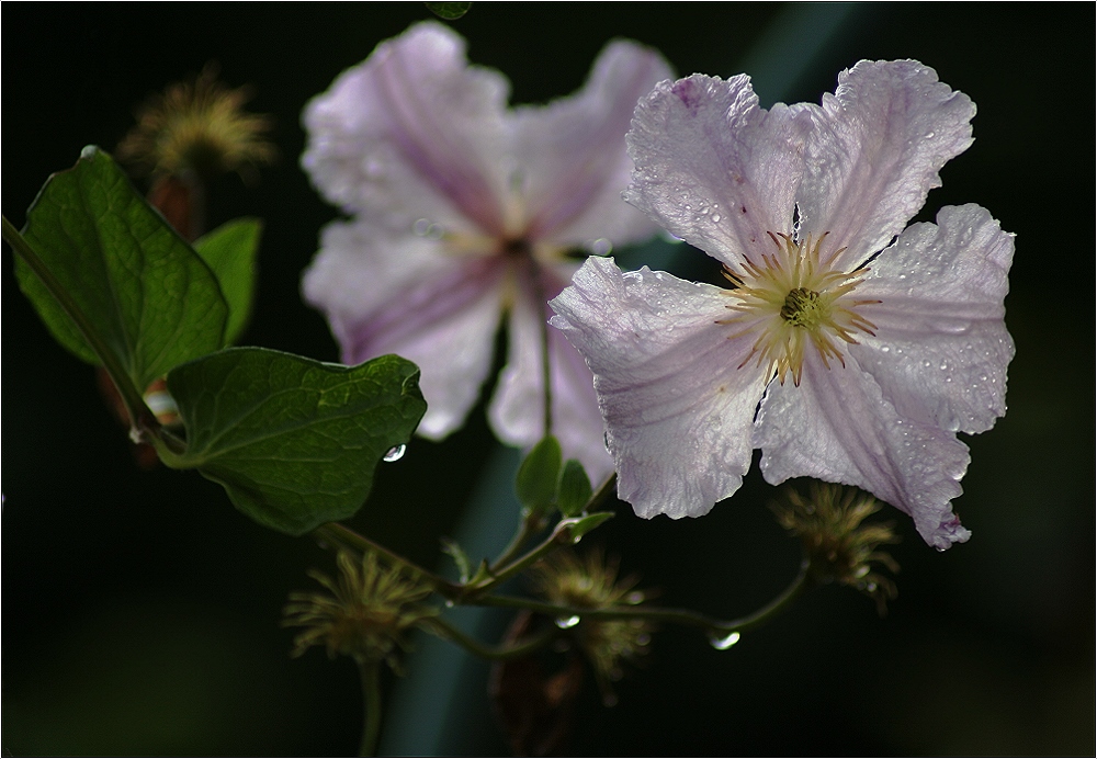 Nach dem Regen ...