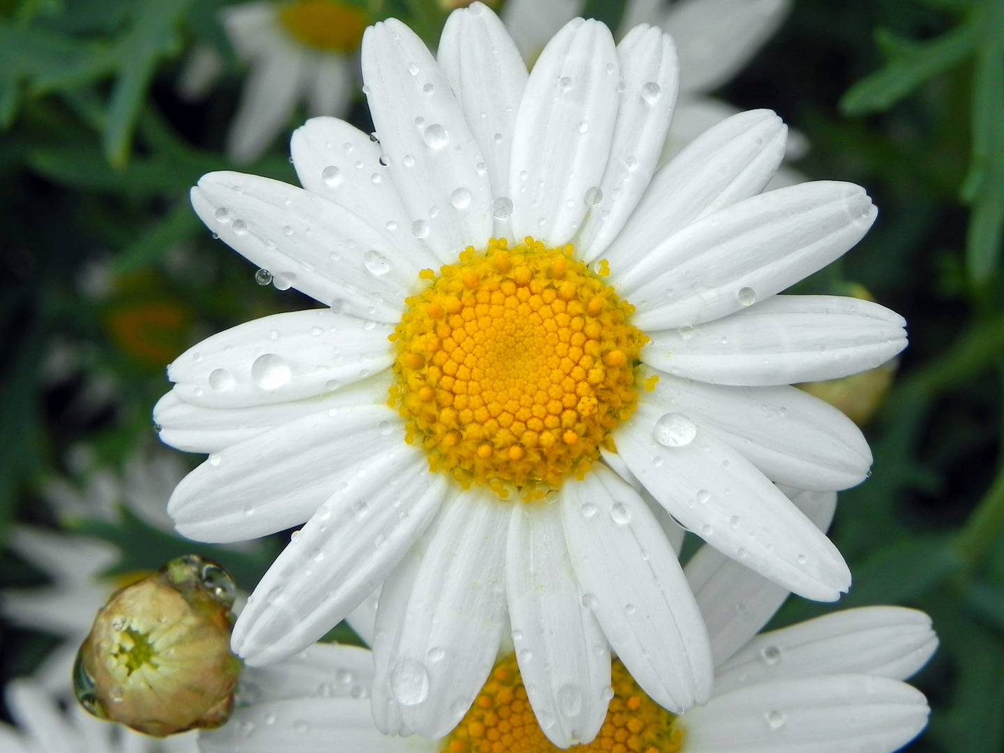 nach dem Regen