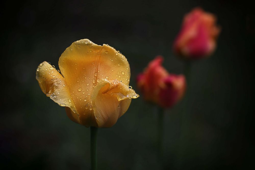 Nach dem Regen