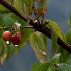 Nach dem Regen