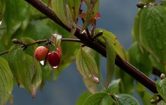 Nach dem Regen