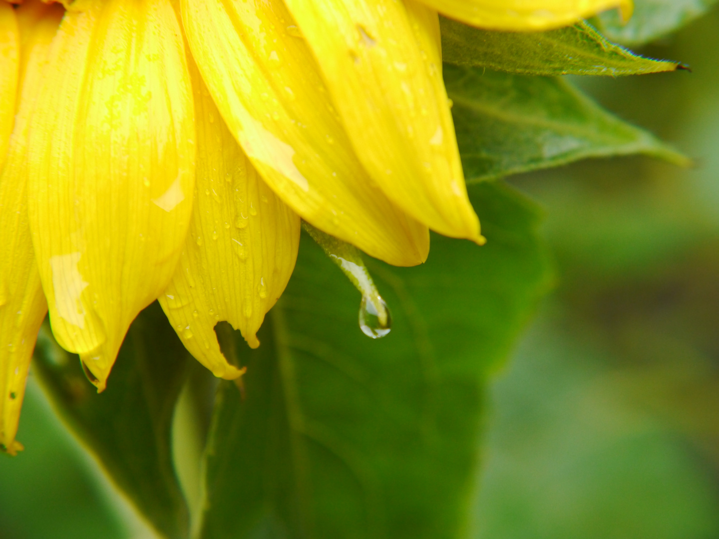 Nach dem Regen