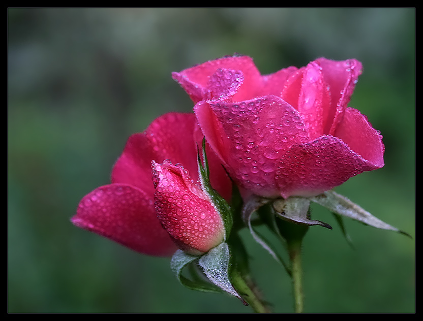 Nach dem Regen...