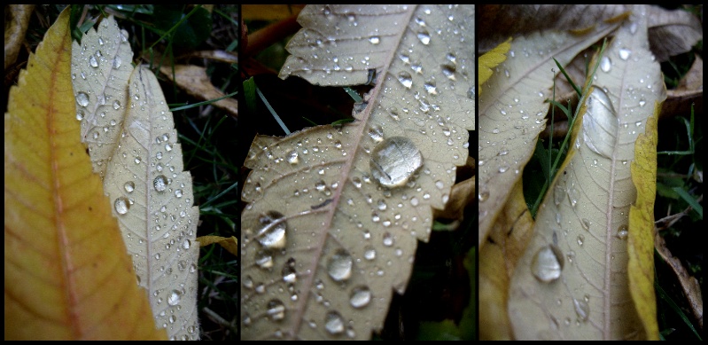 Nach dem Regen