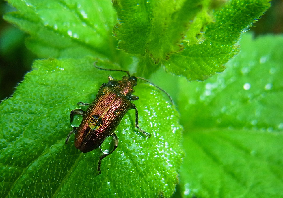 nach dem Regen