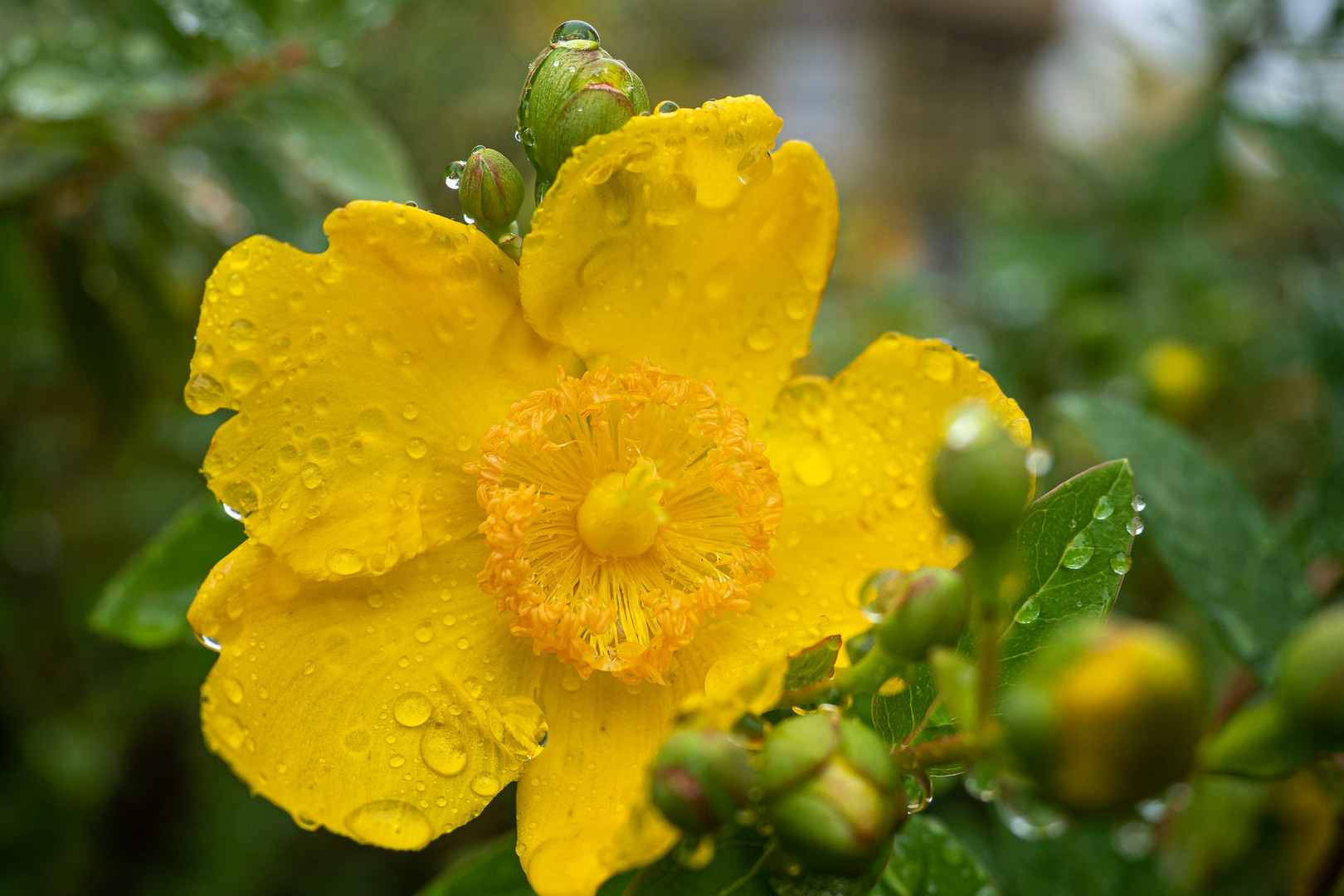 Nach dem Regen