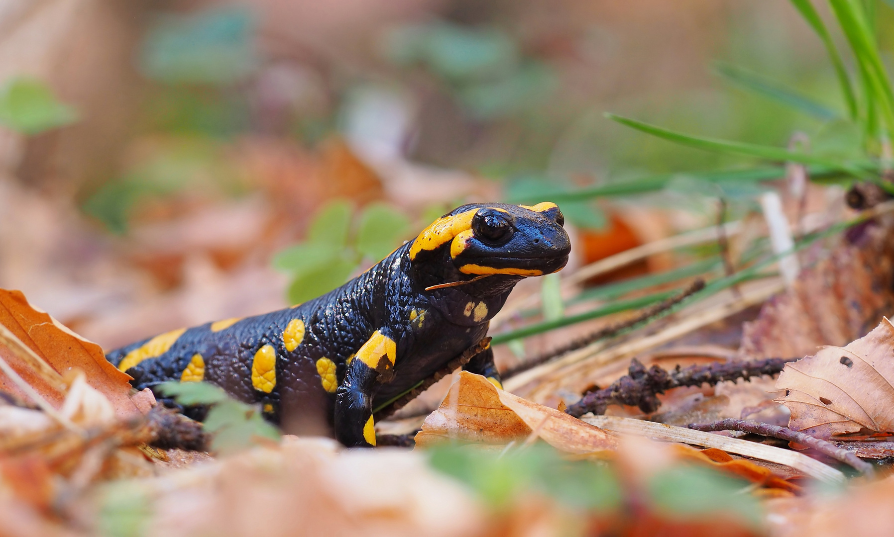 Nach dem Regen - Feuersalamander