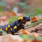 Nach dem Regen - Feuersalamander