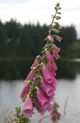 nach dem Regen - Fingerhut