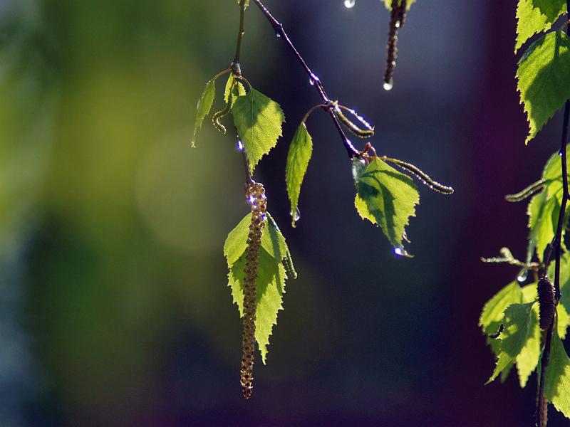 Nach dem Regen folgt die Sonne