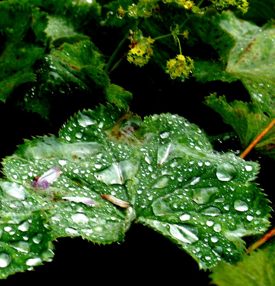 Nach dem Regen, Frauenmantel