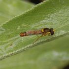 Nach dem Regen - Gemeine Stiftschwebfliege (Sphaerophoria scripta) auf Salbei