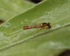 Nach dem Regen - Gemeine Stiftschwebfliege (Sphaerophoria scripta) auf Salbei